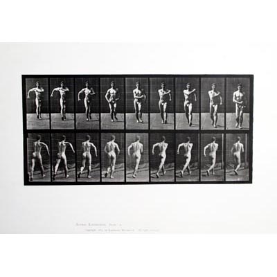 Animal locomotion